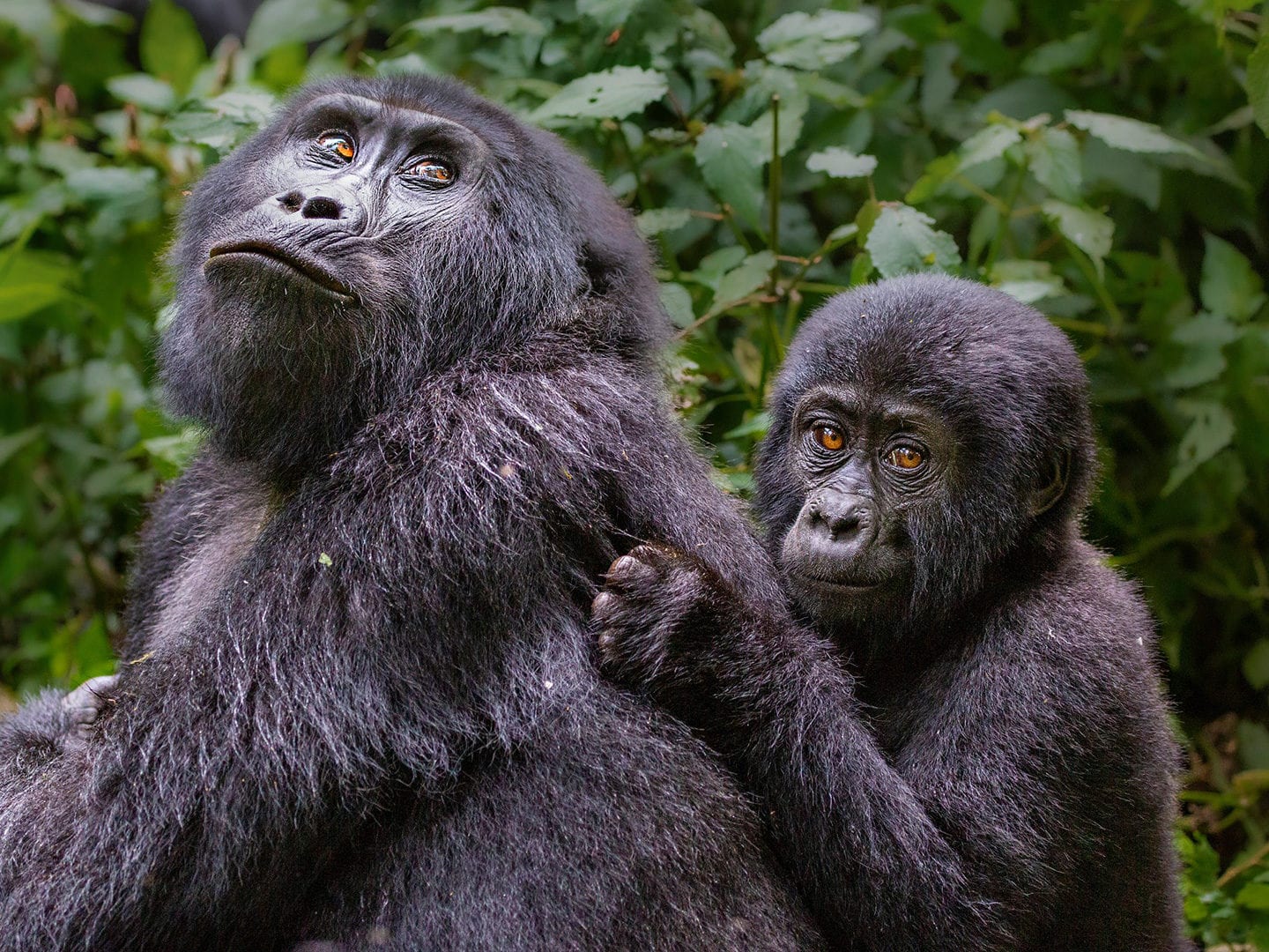 Gorilla Mama und Kind bei einer Trekking-Tour
