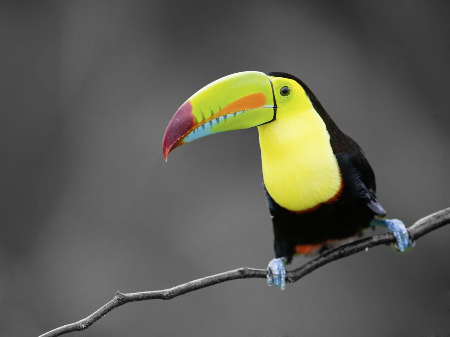 Tropenvogel Tukan: Biodiversität zu bewahren ist ein Ziel nachhaltiger Geldanlagen