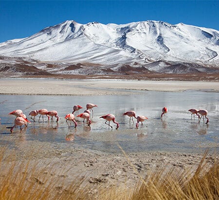 Flamingos stehen in einer Pfütze vor Alpen