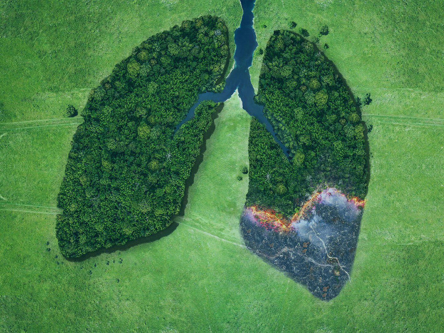 Eine Lunge, geformt aus zwei Wäldern, brennt