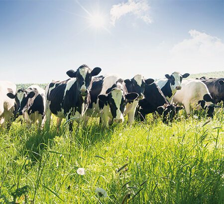 Bild zur Initiative #Haltungswechsel von ALDI zeigt Kühe auf der Weide