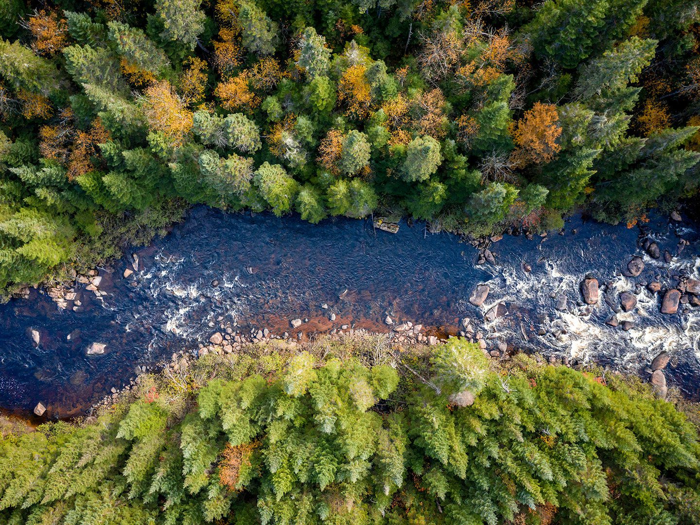 Eine Luftaufnahme eines Bachs im dichten Wald
