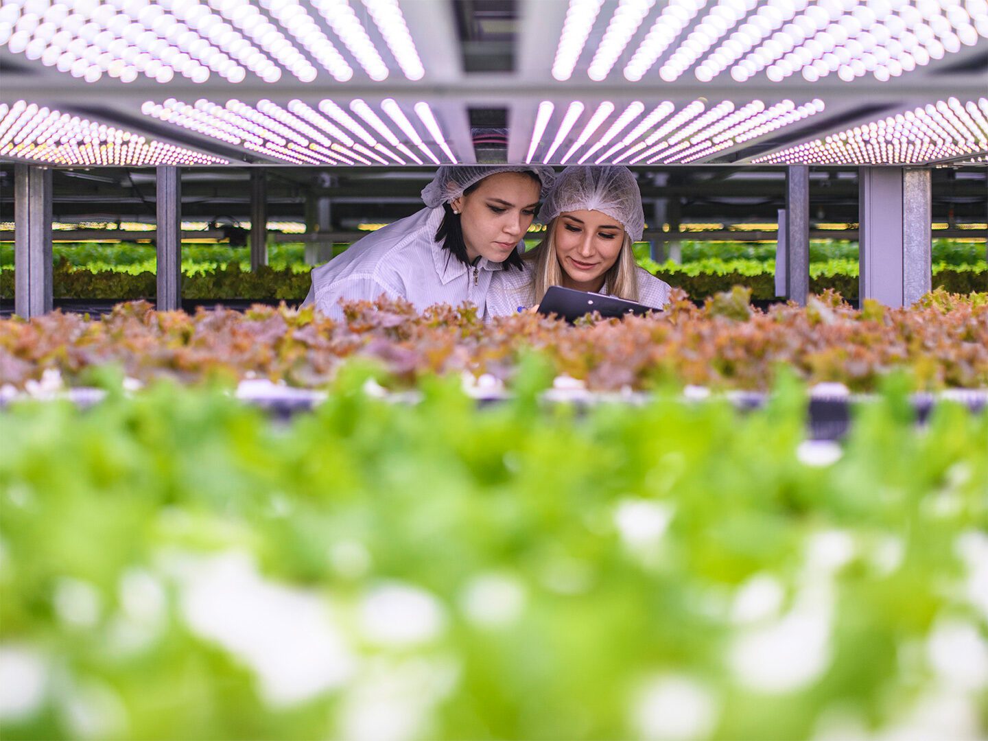 Weibliche Agritech-Spezialisten prüfen LED-Lettuh-Lettzucht-Kropfen