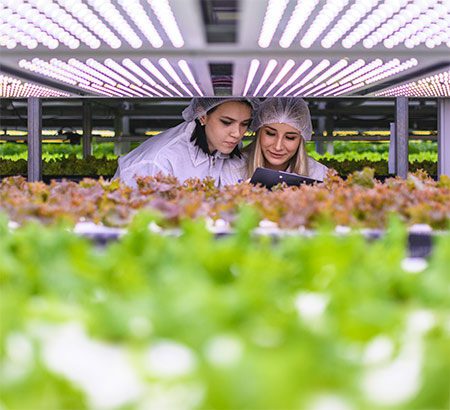 Weibliche Agritech-Spezialisten prüfen LED-Lettuh-Lettzucht-Kropfen