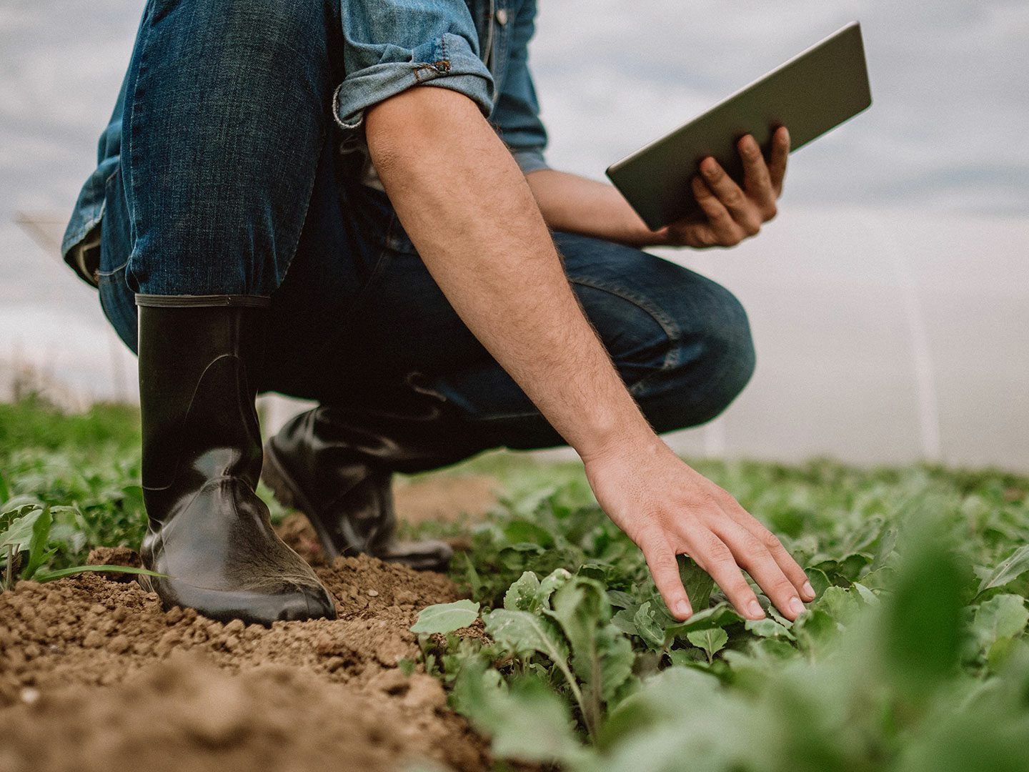 Ein Mann kniet mit einem Tablet in der Hand vor Pflanzen auf einem Feld