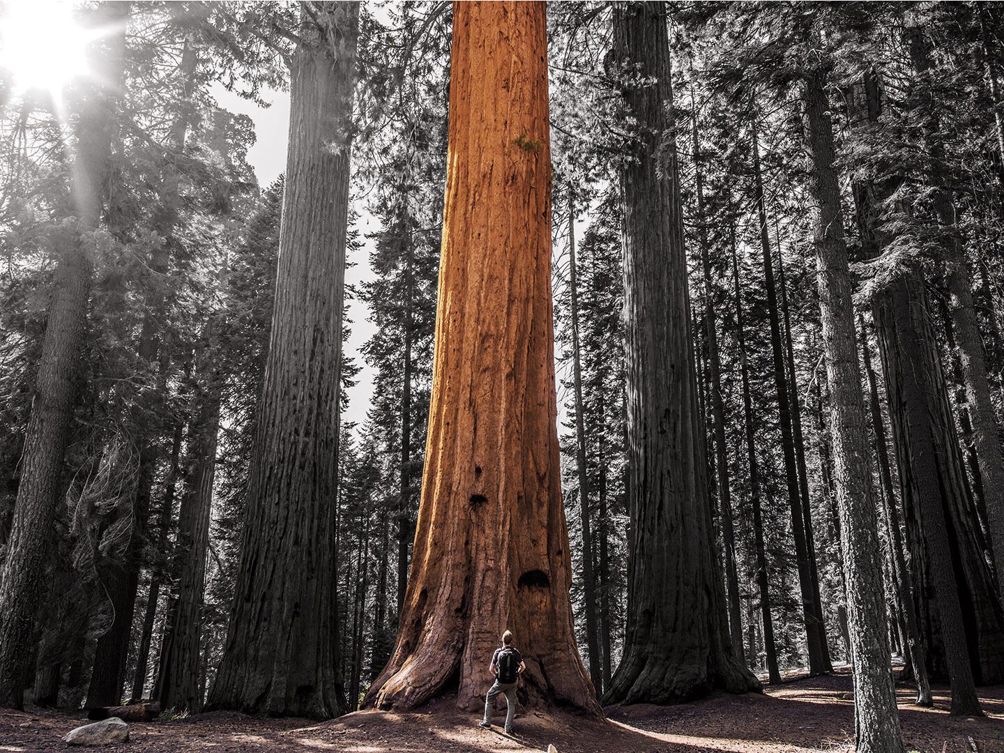 Ein Mann steht vor einem riesigen alten Baum und blickt ihn an.